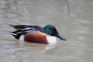 Canard souchet Spatula clypeata en gros plan