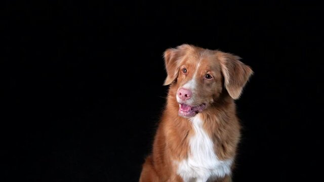 the dog catches food. Slow motion. Nova Scotia Duck Tolling Retriever on a black background
