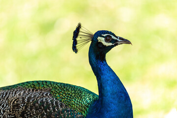 Peacock in the park on a bright sunny day. Peacock looks into the camera.