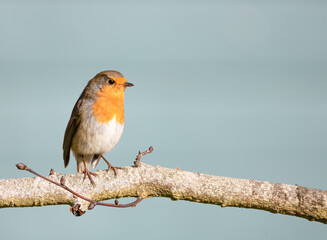 robin res breast posing on a tree branch with copy space