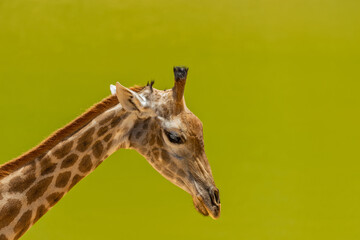 Obraz premium Giraffe head close up. Giraffe on a summer day in the park.