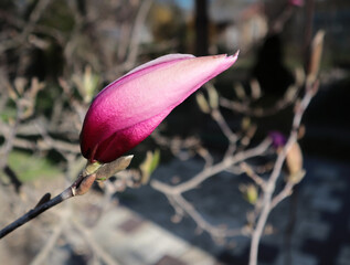 Kwiat magnolii w fazie pąka - obrazy, fototapety, plakaty
