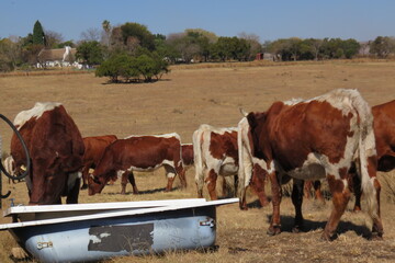 A herd of shiny brown cattle grazing on dull brown winter's grasslands in the countryside