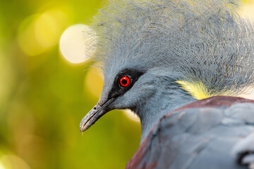 Crowned pigeon head close up. Blue crowned pigeon on a summer sunny day in the forest.