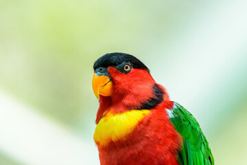 Head of parrot black-capped lory close-up.