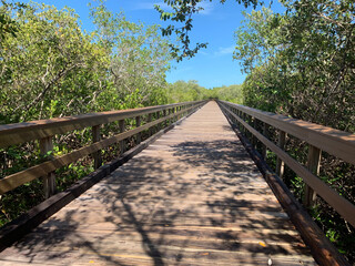 wooden bridge in the forest