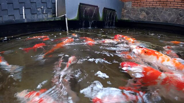 Cinematic low angle footage showing koi fishes feeding and swimming at water surface