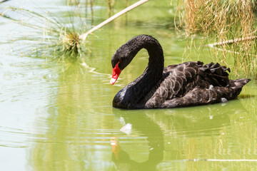 Naklejka premium Black swan ( Cygnus atratus ) in an early spring morning on a lake at the Jerusalem zoo, Israel.