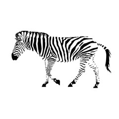 Obraz na płótnie Canvas plains zebra with stripes (Equus quagga) from side silhouette