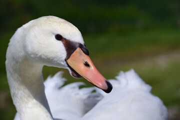 Close up of the head, neck and beak of a white swan, in nature against a green background