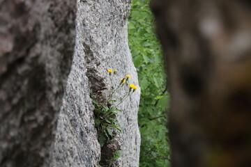 yellow flower on the cliff