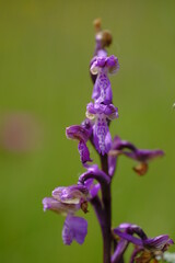 Kleines Knabenkraut, Anacamptis morio, Orchis morio,