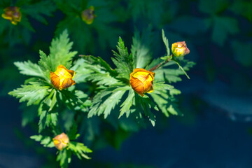 Spring flowers on a blurred background. The globeflower. Yellow flowers Trollius or globeflower.