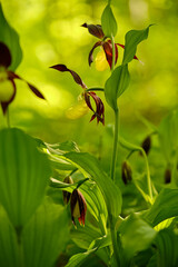 Frauenschuh, Cypripedium calceolus