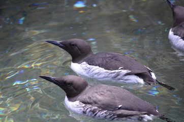 A pair of loons swimming
