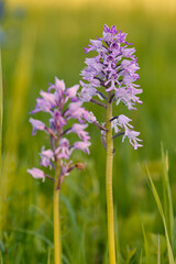 Helm-Knabenkraut, Orchis militaris