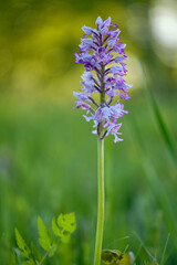 Helm-Knabenkraut, Orchis militaris