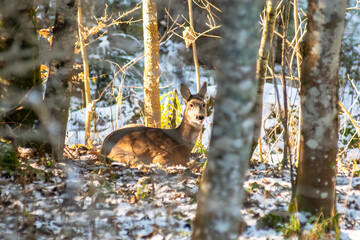 VELEBIT MOUNTAIN, CROATIA, February 2021. Roe deer laying on the ground in the forest. Light snow cover.