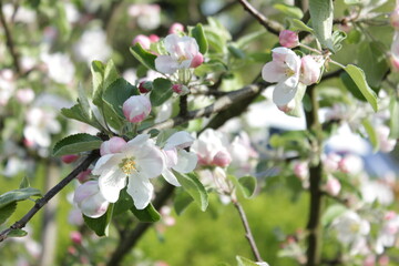 Obraz premium flower, spring garden, garden, bloom, tenderness, feeling, joy, spring symphony, jewels of nature