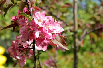 flower, spring garden, garden, bloom, tenderness, feeling, joy, spring symphony, jewels of nature