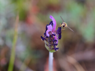 Dipterous. Fly species photographed in their natural environment.