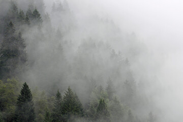 nebel im nadelwald