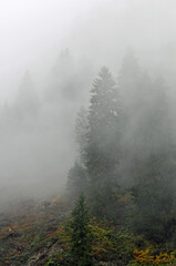 nebel im nadelwald