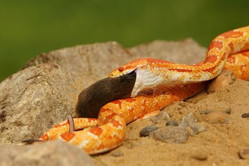 A Corn snake (Pantherophis guttatus or Elaphe guttata) after hunt eating a mouse.