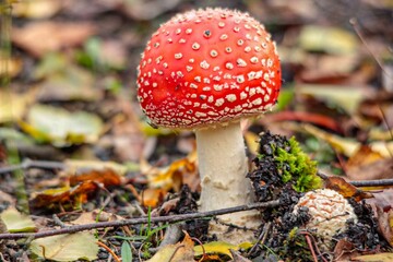 champignons amanite tue mouche