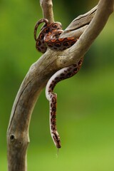 The Rainbow Boa (Epicrates cenchria cenchria) hanging from the branch.