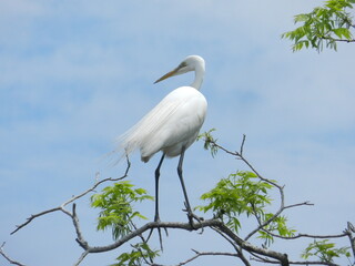 Beautiful great white heron egret atop a tree on a sunny day