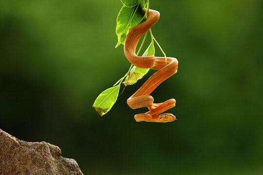 The Amazon tree boa (Corallus hortulanus) hanging from the green branch. Golden snake on the green background.