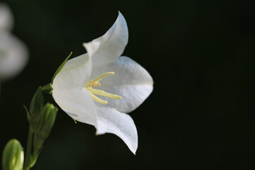 campanula latifolia alba in june