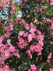 pink flowers