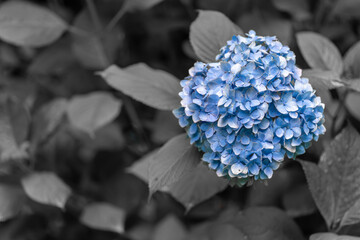 Hydrangea in Monochrome