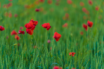 Plakat red poppies among the green grass in the summer
