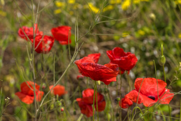 Fototapeta premium red poppies among the green grass in the summer