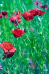 red poppies among the green grass in the summer
