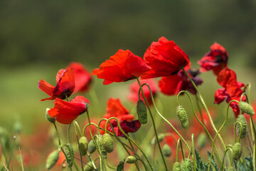 red poppies among the green grass in the summer