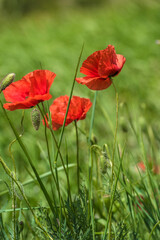 Fototapeta premium red poppies among the green grass in the summer