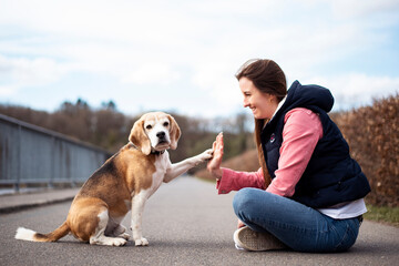 Beagle Hund mit junger Frau
