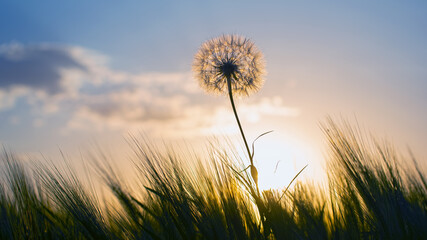 Obraz na płótnie Canvas Dandelion among the grass against the sunset sky. Nature and botany of flowers