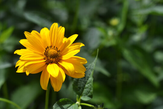 yellow flower close up. nature photo