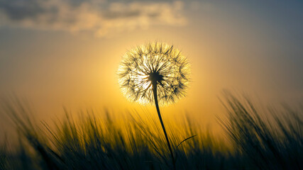 Fototapeta na wymiar Dandelion silhouetted against the sunset sky. Nature and botany of flowers
