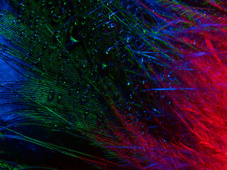 light painting photography, waves of vibrant color against a black background. Long exposure photo of vibrant fairy lights in abstract. abstract color wallpaper	
