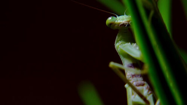 A female praying mantis during a night hunt, a soft close-up shot of a Vietnamese praying mantis hanging from a stalk of green grass preparing to attack its prey.