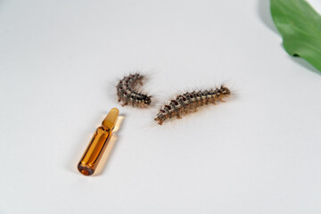 Gypsy moth caterpillar and poison in ampoules.