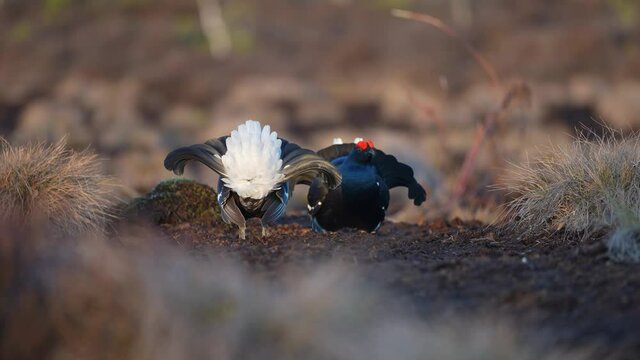 Black Grouse on spring bog ready for fighting, lekking. Spring colors of moors with black grouse, blackcock. Male Black Grouse lek game at sunrise. Lyrurus tetrix lekking in Estonia, Saaremaa swamp