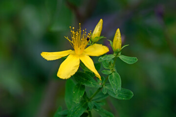 Johanniskraut // perforate St John's-wort (Hypericum perforatum)