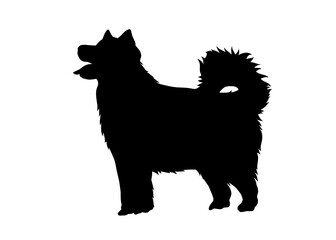 Alaskan Malamute dog silhouette, Vector illustration silhouette of a dog on a white background.	